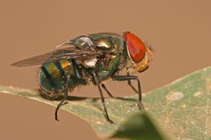 Thông tin và nhận diện về ruồi nhặng (Blow flies)