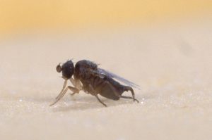 Ruồi lưng gù (Phorid Fly) là gì? Dấu hiệu nhận biết và cách kiểm soát hiệu quả