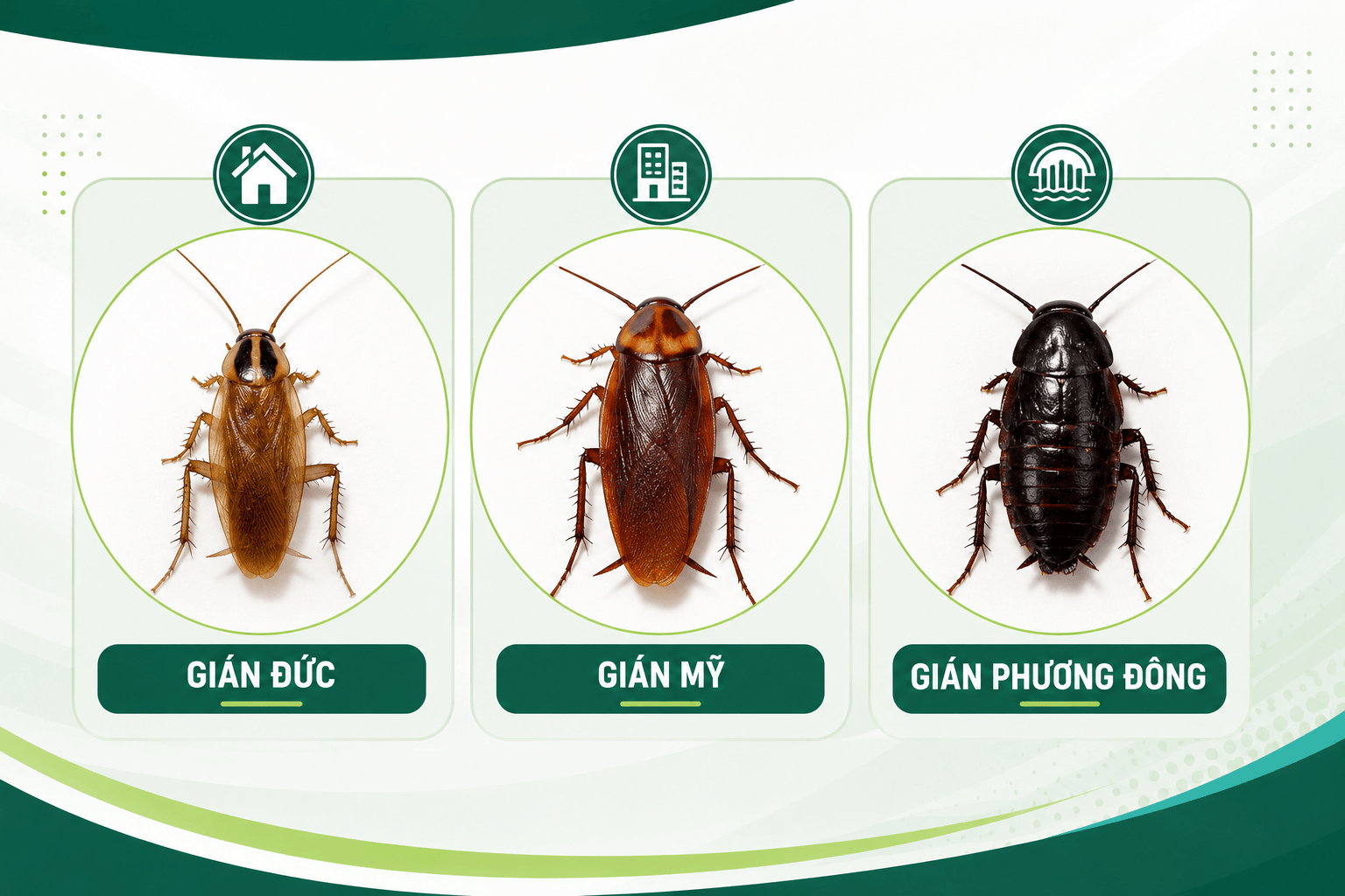 cac-loai-gian