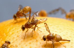 Ruồi giấm là gì? Cách diệt ruồi giấm