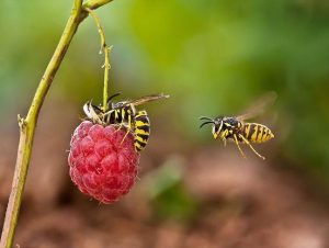 Tìm hiểu về loài ong - Phương pháp phòng tránh và xử lý