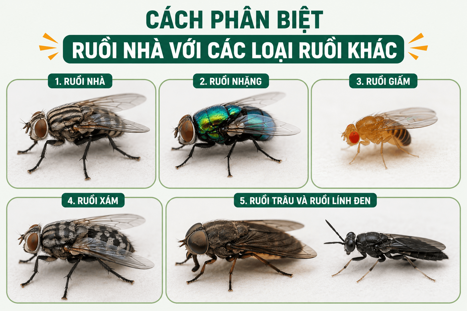 cac-loai-ruoi