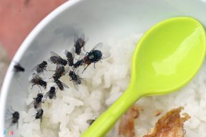 Căn bệnh đáng sợ ruồi có thể gây ra cho con người
