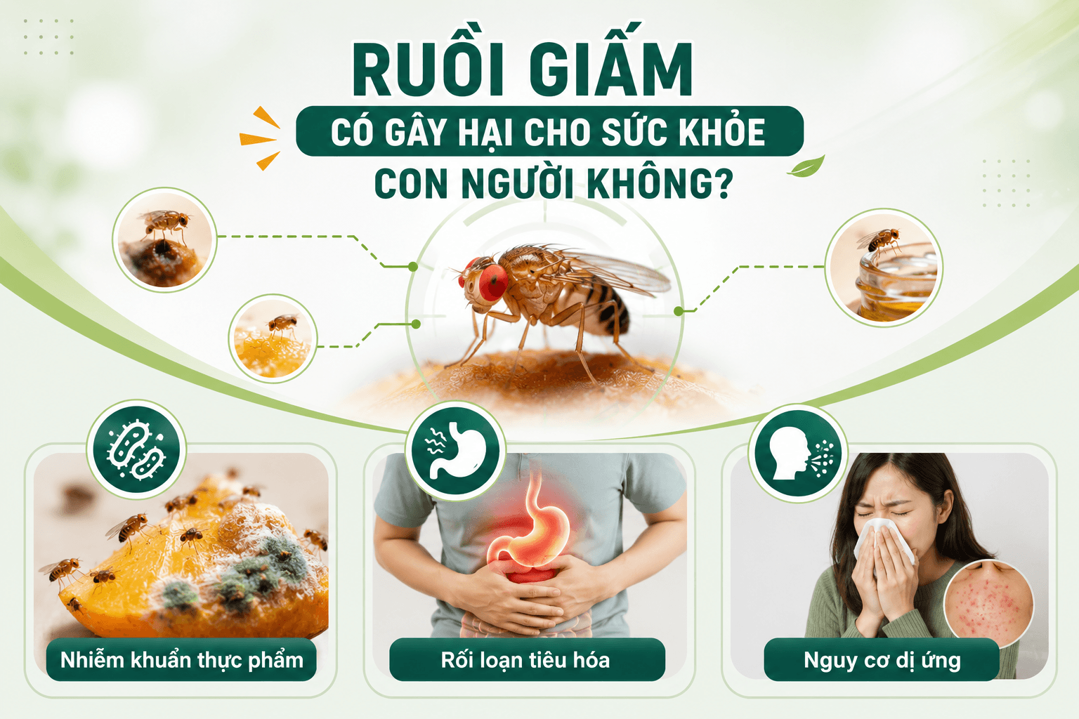 ruoi-giam-co-gay-hai-khong