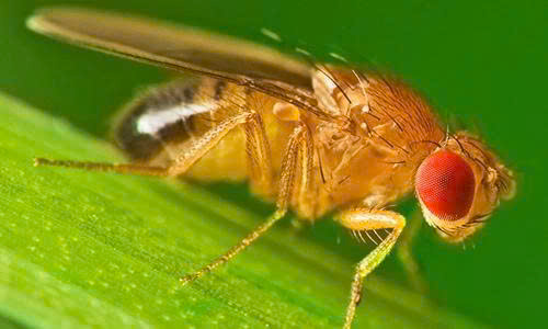 ruoi-giam-la-gi