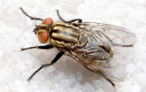 Một số loài ruồi phổ biến