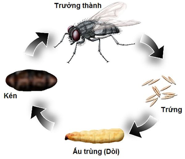 vong-doi-ruoi-nha