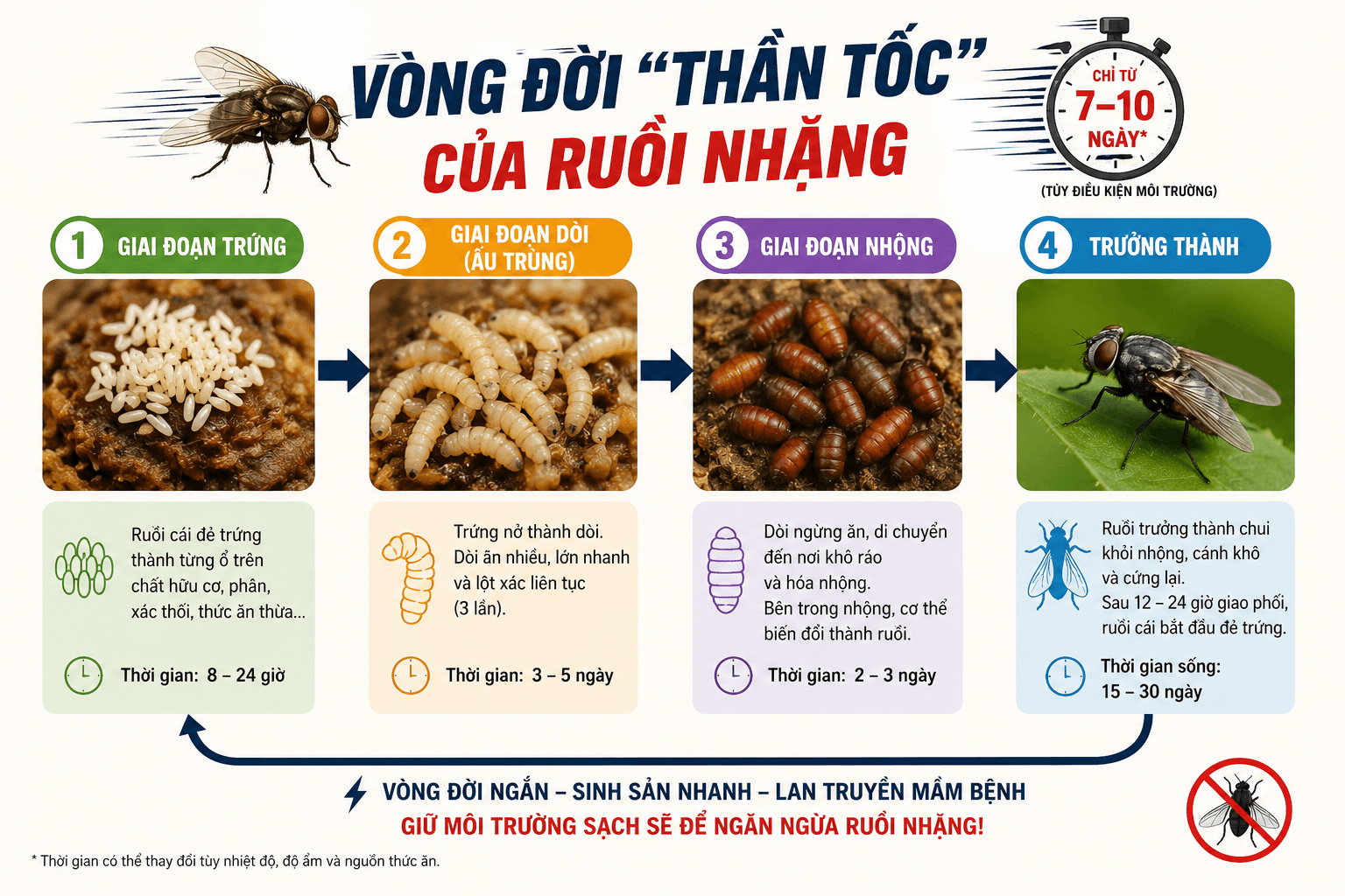 vong-doi-ruoi-nhang