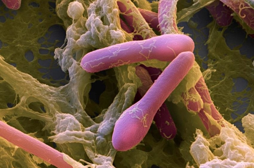 Clostridium