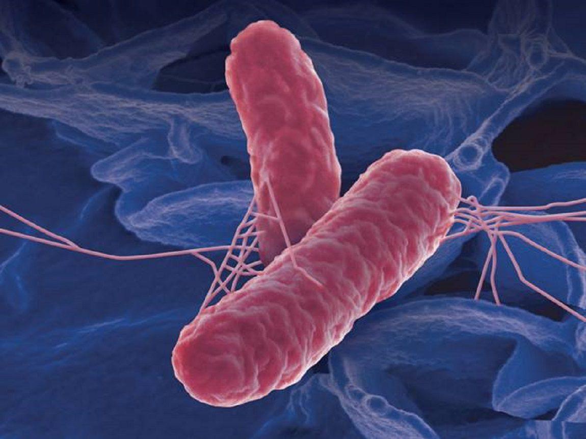 Salmonella - benh-tu-bo-sat