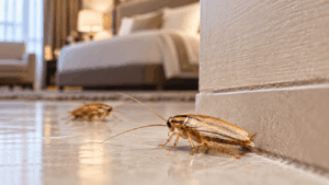 Gián Đức ở khách sạn: Nguyên nhân xuất hiện, dấu hiệu nhận biết và giải pháp kiểm soát hiệu quả