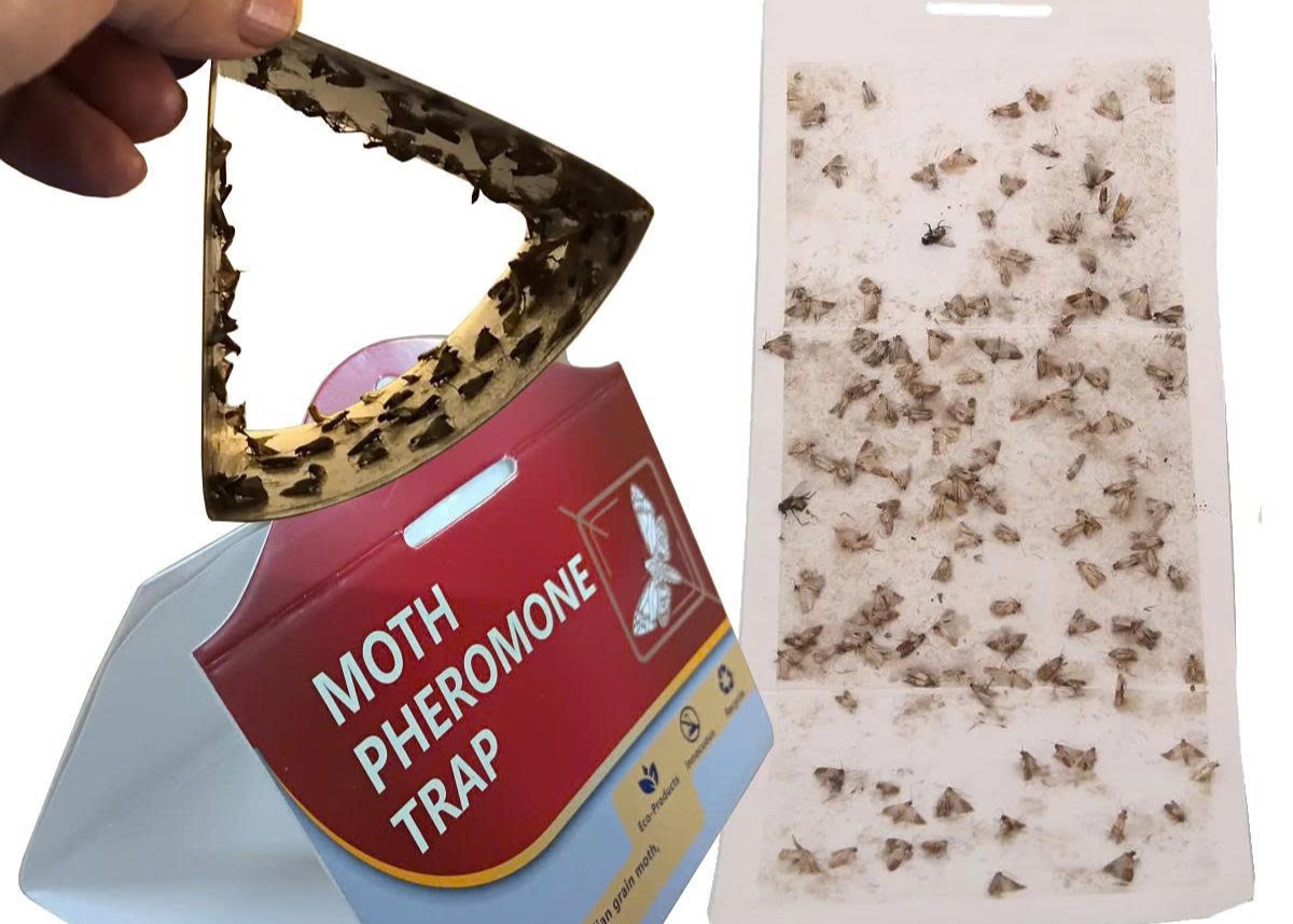 Bay-Pheromone-giam-sat-con-trung